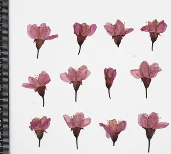 250pcs Presuotų Džiovintų Vyšnių Sakura Gėlių Augalų Herbariumas Derva Papuošalai Padaryti Atviruką Rėmo Telefono dėklas Amatų 
