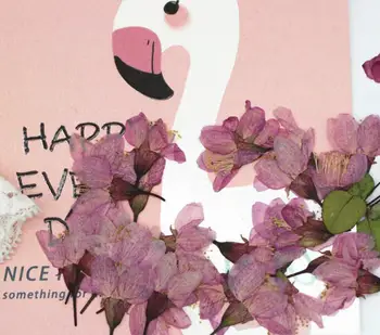 250pcs Presuotų Džiovintų Vyšnių Sakura Gėlių Augalų Herbariumas Derva Papuošalai Padaryti Atviruką Rėmo Telefono dėklas Amatų 