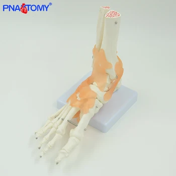 Žmogaus pėdos kaulų modelis su raiščių gyvenimo dydžio kojų bendro su pagrindo šeivikaulio ir blauzdikaulio anatomija skeleto modelis PNATOMY