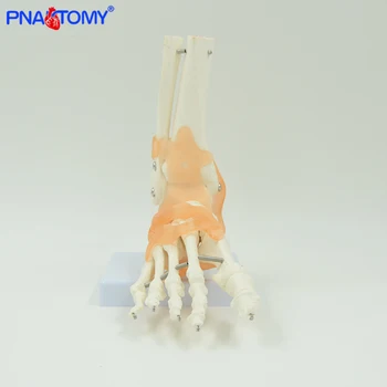 Žmogaus pėdos kaulų modelis su raiščių gyvenimo dydžio kojų bendro su pagrindo šeivikaulio ir blauzdikaulio anatomija skeleto modelis PNATOMY
