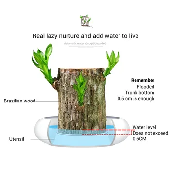 Mini Groot Vazoninių Augalų Brazilija Pasisekė Badan Kelmas Smulkūs Apdailos Mediena Hydroponic Mini Augalų Patalpų Office 