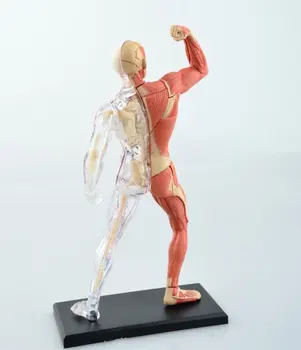 JSXuan 4D Žmogaus kūno audinių modelis - raumenų ir nervų skeletas asamblėjos biologinių mokymo įranga